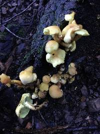 Hypholoma fasciculare image