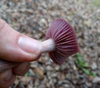 Laccaria amethysteo-occidentalis image