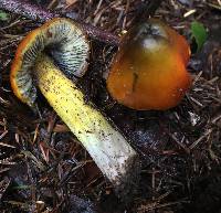 Hygrocybe singeri image