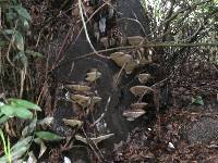 Ganoderma brownii image