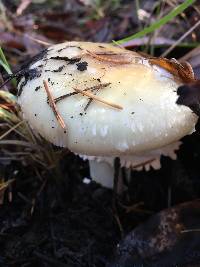 Amanita phalloides image