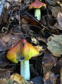 Hygrocybe singeri image