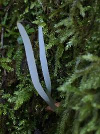 Clavaria fragilis image