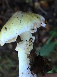 Amanita phalloides image