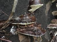 Ganoderma brownii image