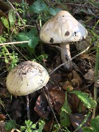 Amanita phalloides image