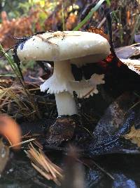 Amanita phalloides image