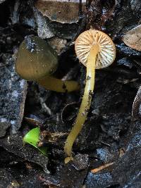 Hygrocybe psittacina var. psittacina image