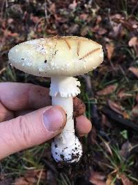 Amanita phalloides image