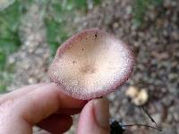 Laccaria amethysteo-occidentalis image