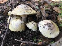 Amanita phalloides image