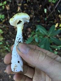 Amanita phalloides image