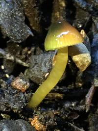 Hygrocybe psittacina var. psittacina image