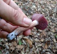 Laccaria amethysteo-occidentalis image