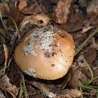 Amanita velosa image