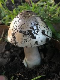 Amanita phalloides image