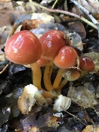 Hygrocybe psittacina var. psittacina image