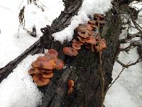 Flammulina velutipes image