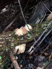 Pleurotus ostreatus image