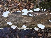 Trametes gibbosa image