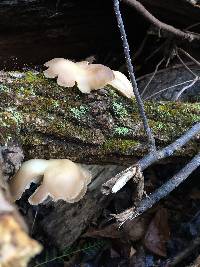 Pleurotus ostreatus image