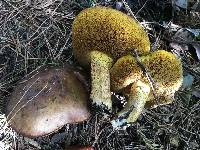 Suillus pungens image