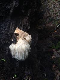 Hericium erinaceus image