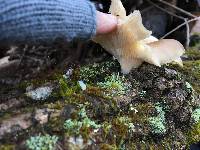 Pleurotus ostreatus image