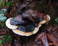 Fomitopsis pinicola image