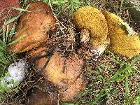 Suillus pungens image