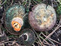 Lactarius deliciosus image