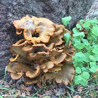 Omphalotus olivascens image