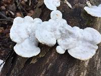 Trametes gibbosa image