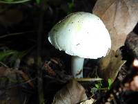 Amanita phalloides image