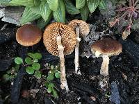 Conocybe rugosa image