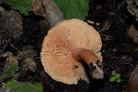 Lactarius rufulus image