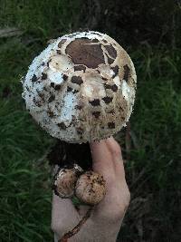 Chlorophyllum brunneum image