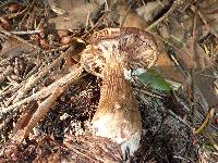 Armillaria sinapina image