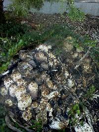 Coprinus comatus image