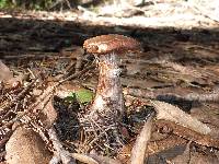 Armillaria sinapina image