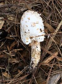 Coprinus comatus image