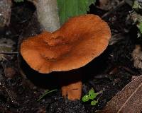 Lactarius rufulus image