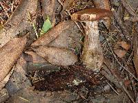 Armillaria sinapina image