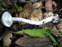 Amanita phalloides image