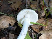 Amanita phalloides image