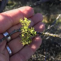 Letharia columbiana image