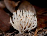 Aphelaria tuberosa image