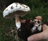 Chlorophyllum brunneum image