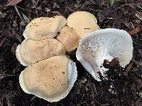 Leucopaxillus albissimus image