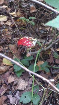 Amanita muscaria image